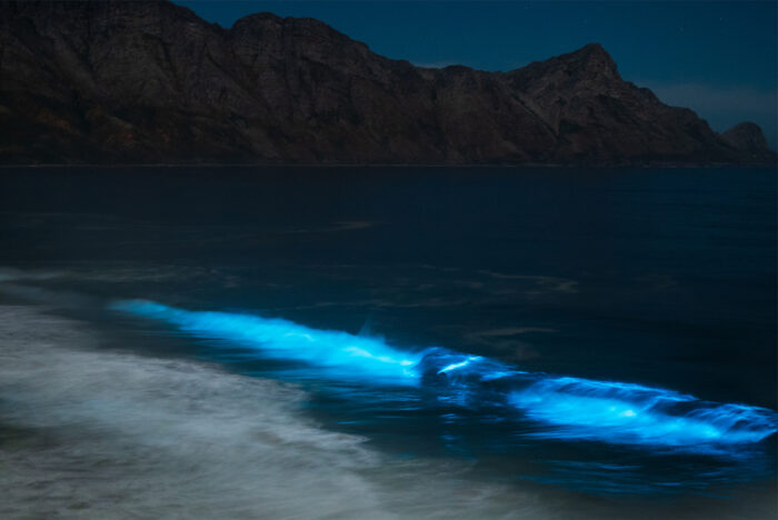 blue bioluminescence 