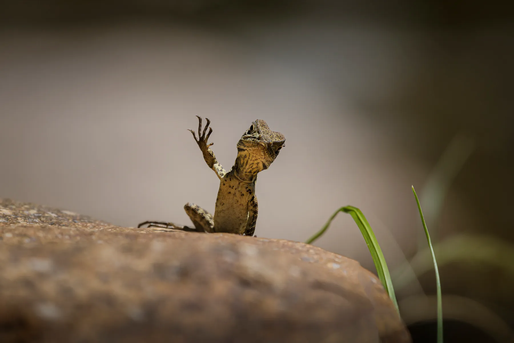 A small waterdragon lifting one hand in a wave.
