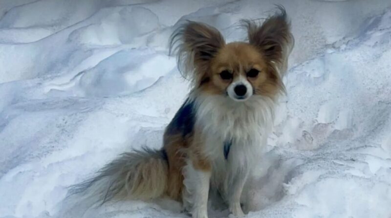 A small dog in the snow.