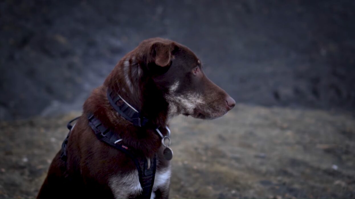 a dog
