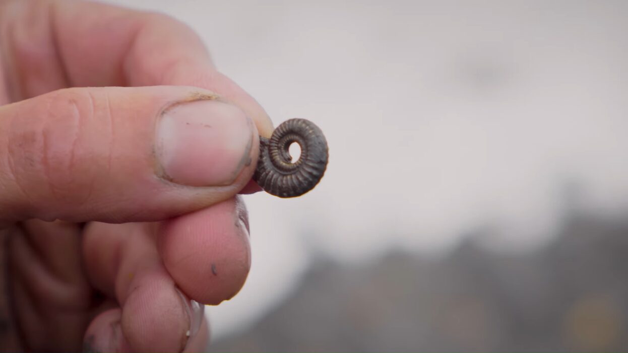 A small ammonite