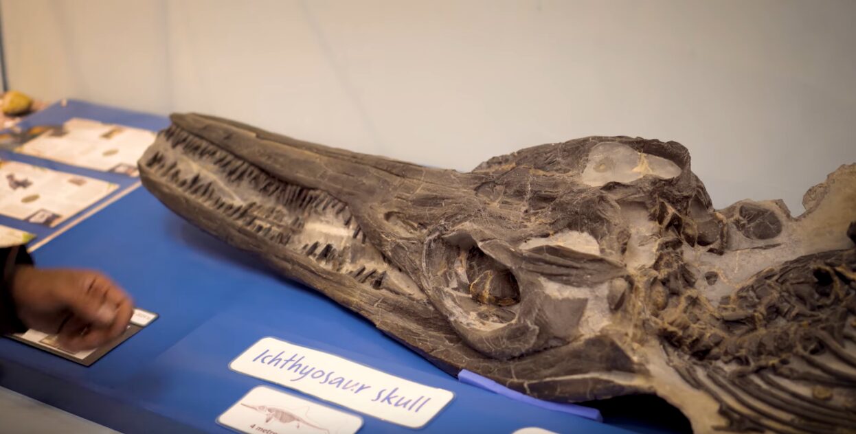 a fossil ichthyosaur