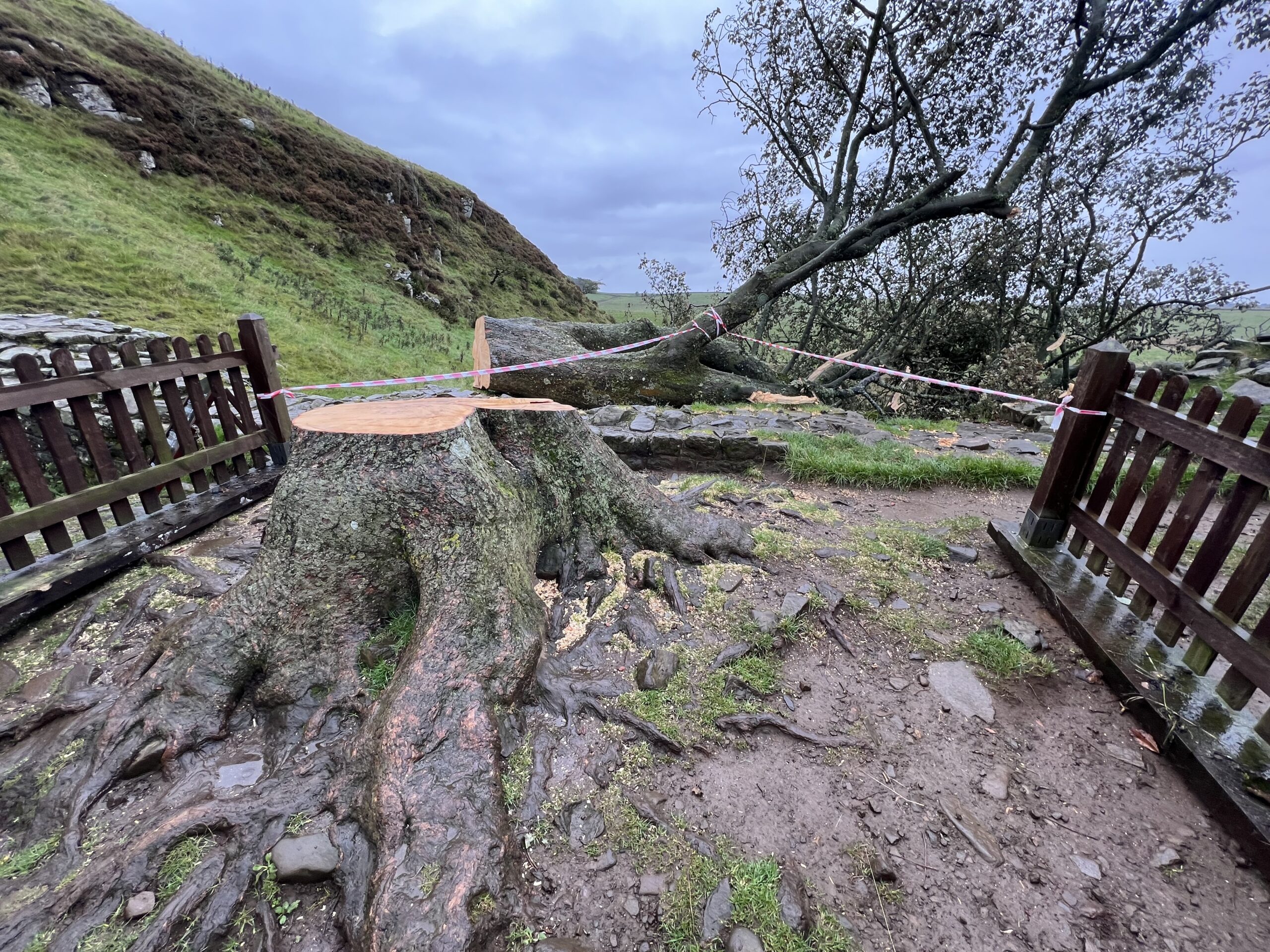 A photo of a tree cut down.