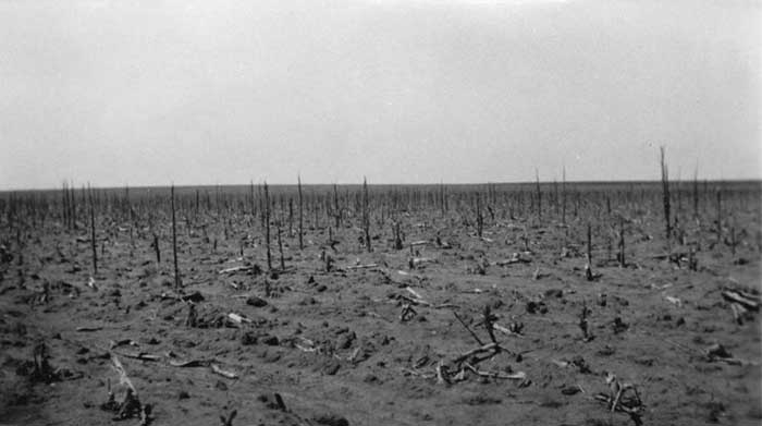 A barren field post locust swarm