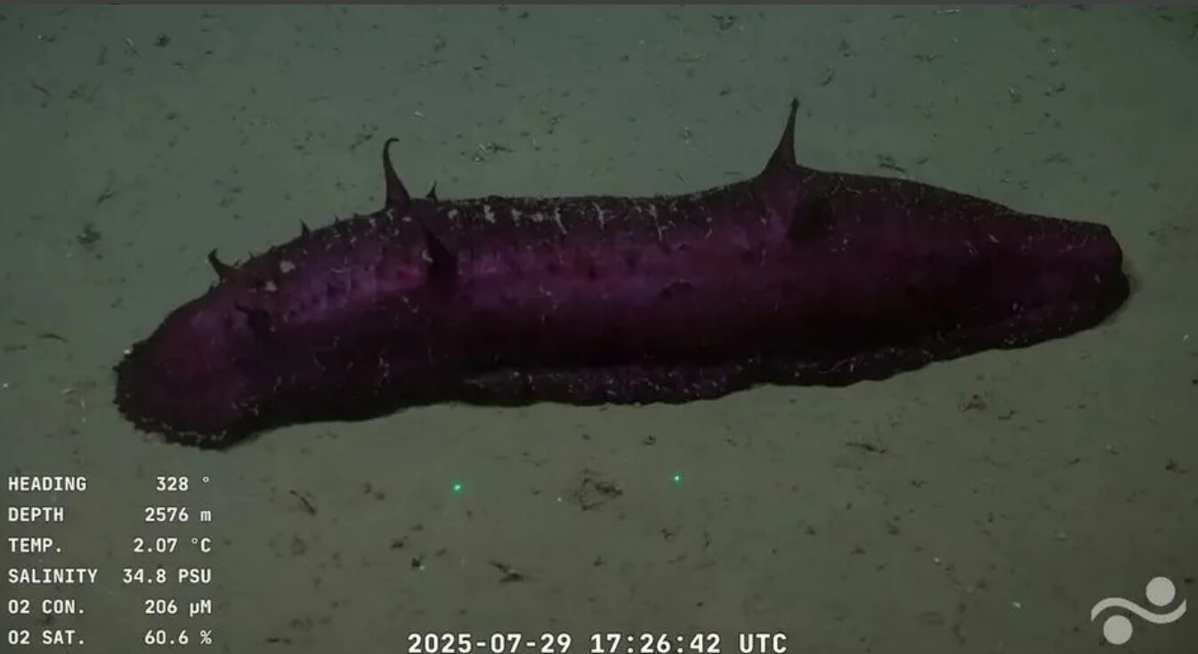 An oblong purple sea cucumber.