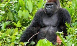 A gorilla