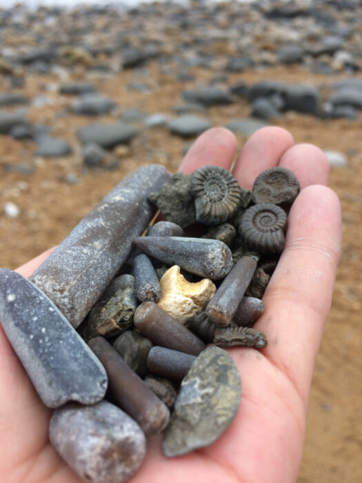 Ammonites, belemnites and other fossils on the beach