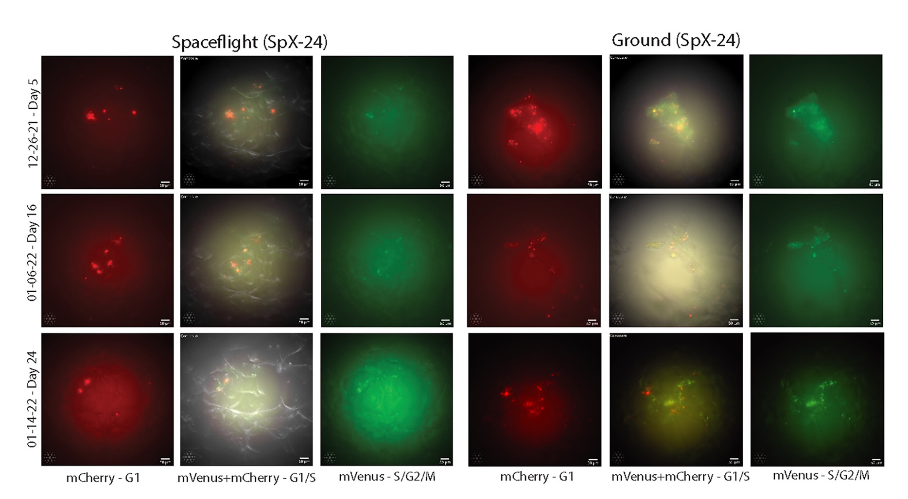 A diagram comparing groups of colourful blobs