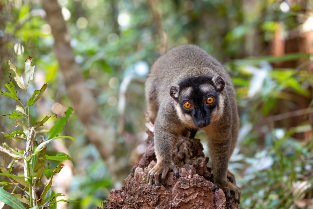 A common brown lemur.