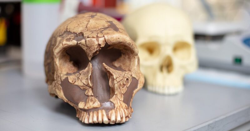 two skulls on a table