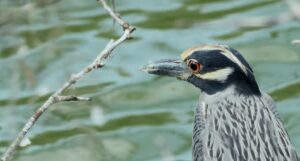 bird