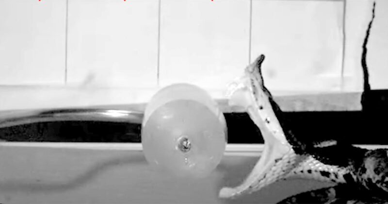 A black and white image of a snake lunging towards the cylinder of medical gel