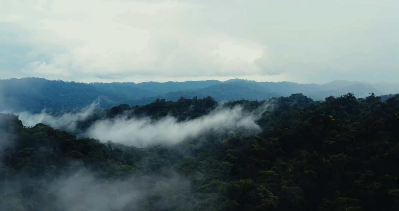 A dense jungle