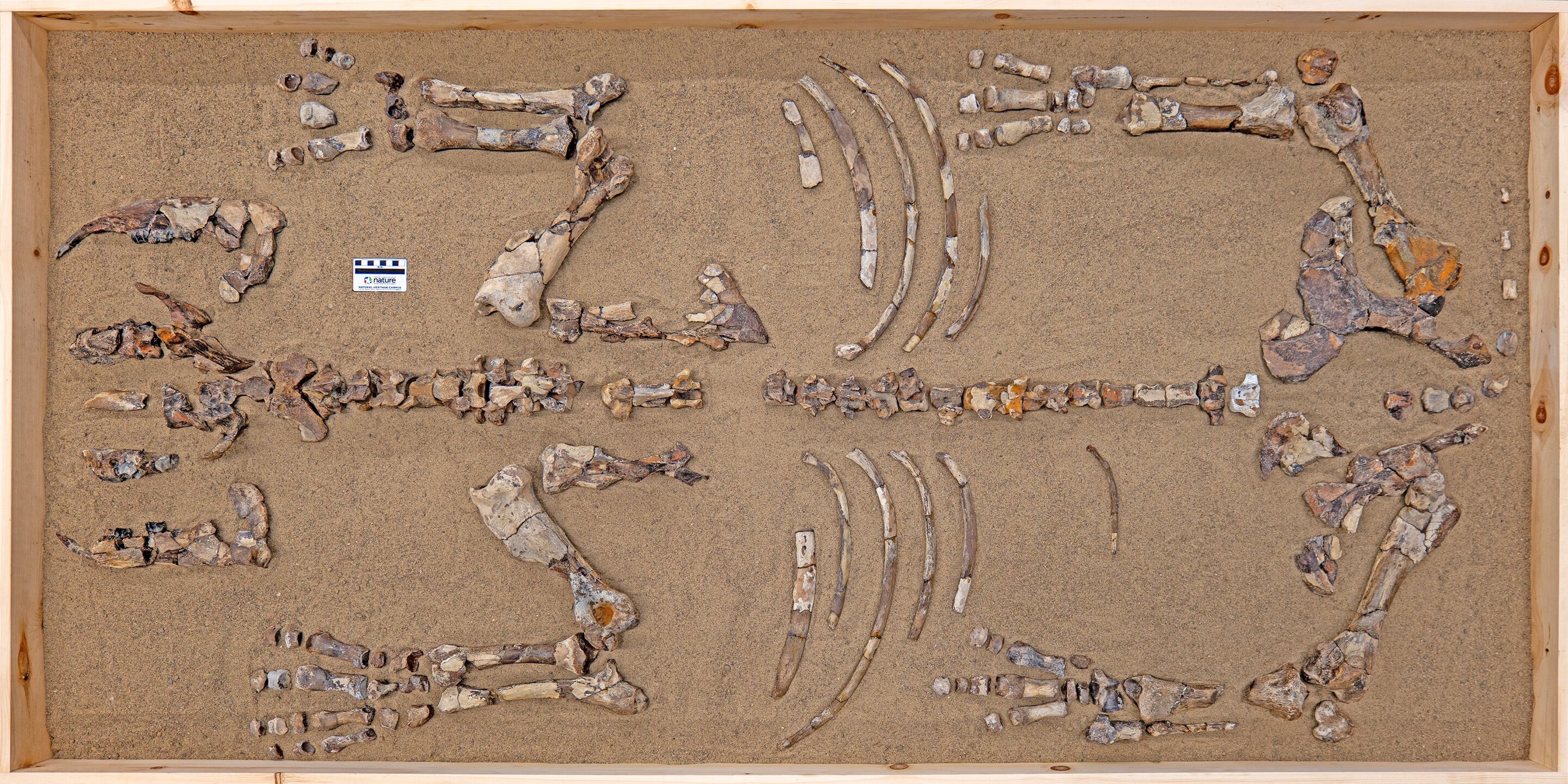 fossilized remains of Epiaceratherium itjilik