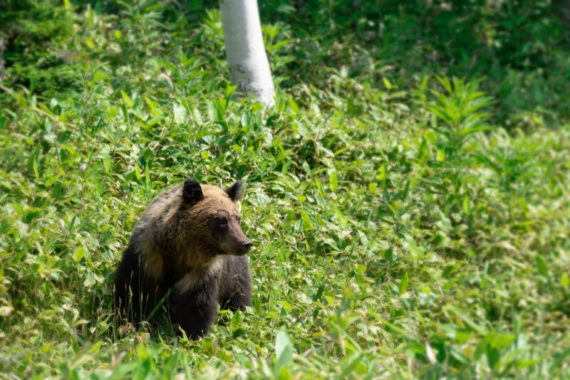 The Ussuri Brown Bear.