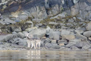 Two wolves on the shore