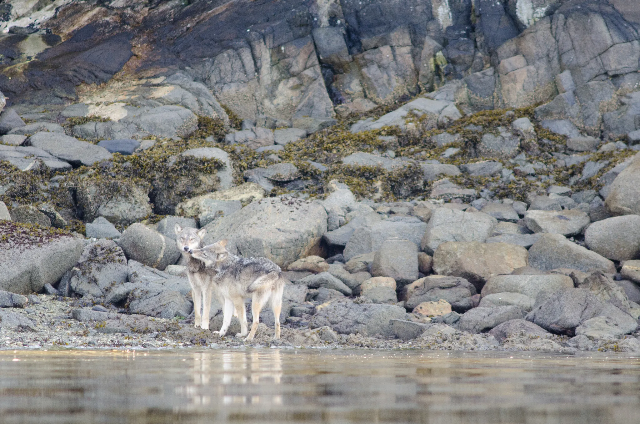 Two wolves on the shore