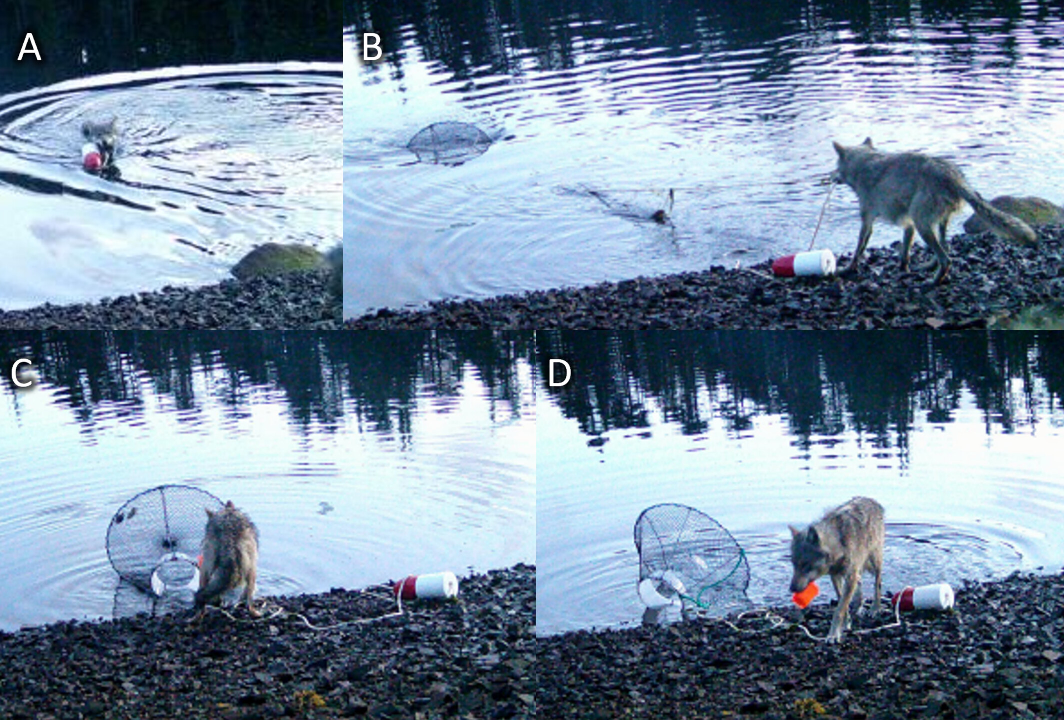 A wolf stealing from a crab trap