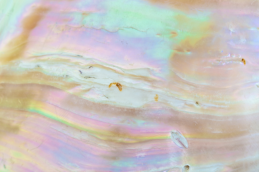 mother of pearl shell