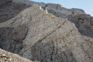 vertical wall with dinosaur prints