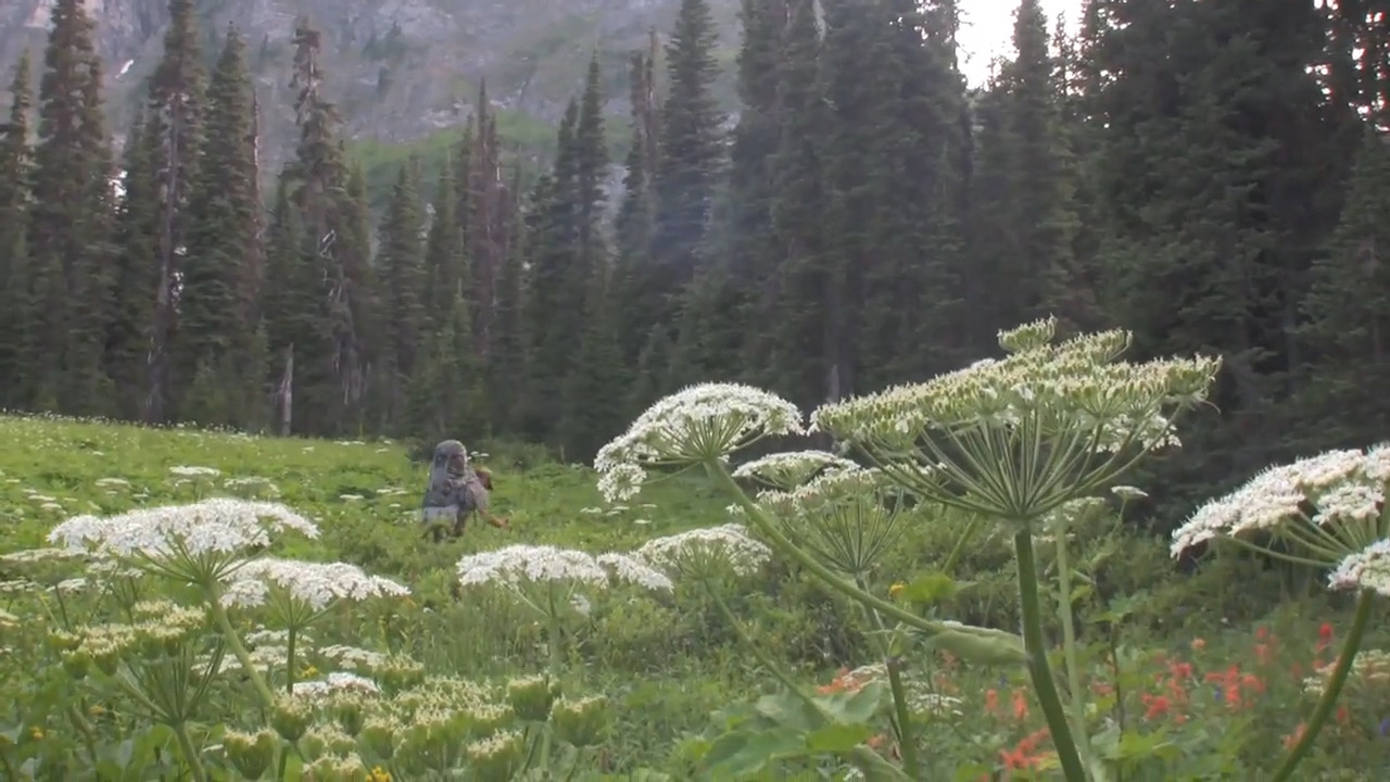 A mountain glade