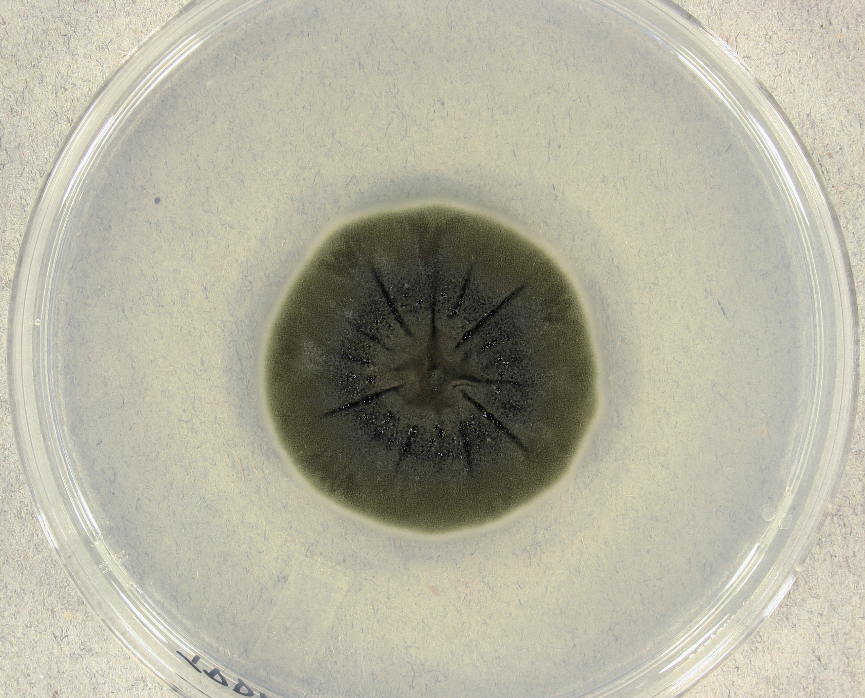 a spot of mold