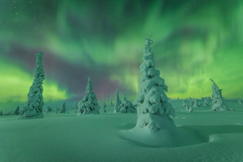 The frozen trees of Riisitunturi beneath the Northern Lights