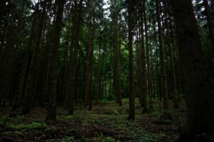 dark forest