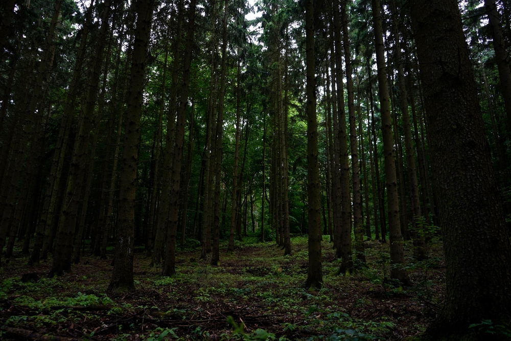 dark forest