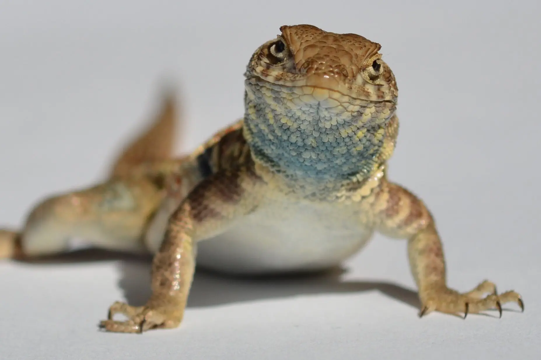A lizard with a blue throat.