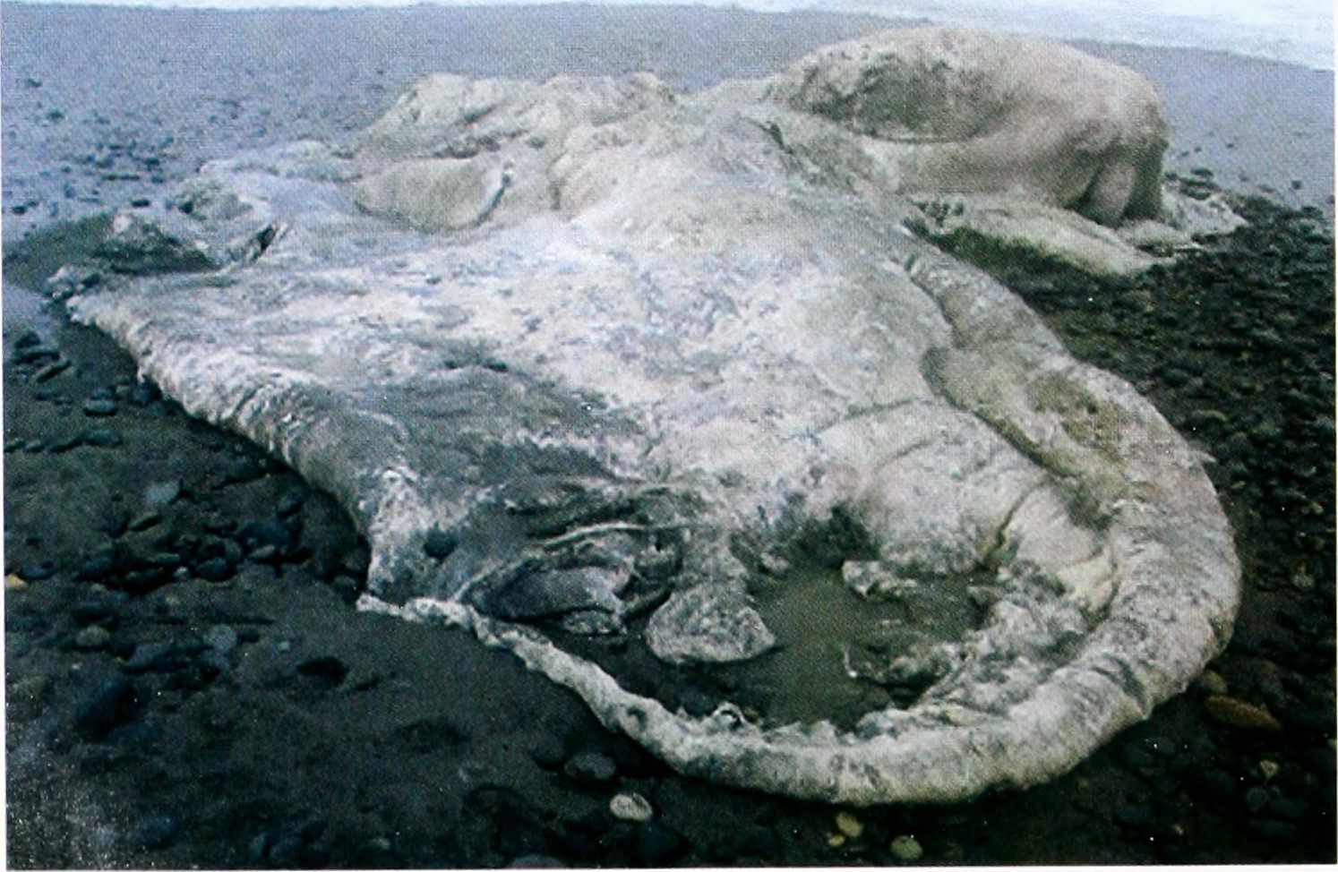 Chilean Blob