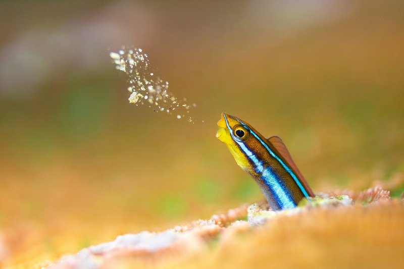 fish spurting