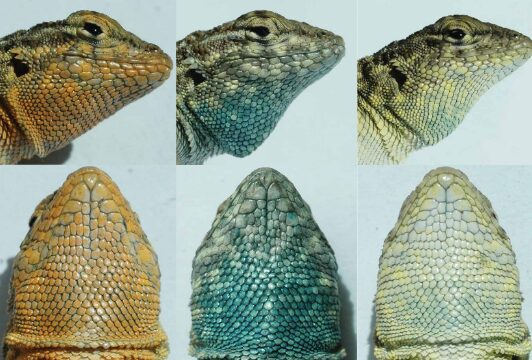 The side-blotched lizard exhibits three different morphs, or color phases, in the wild.