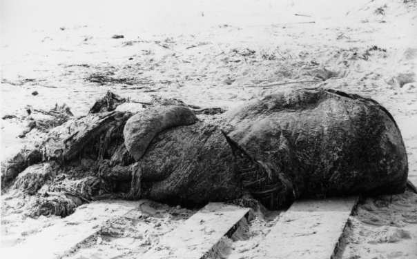 St Augustine Monster