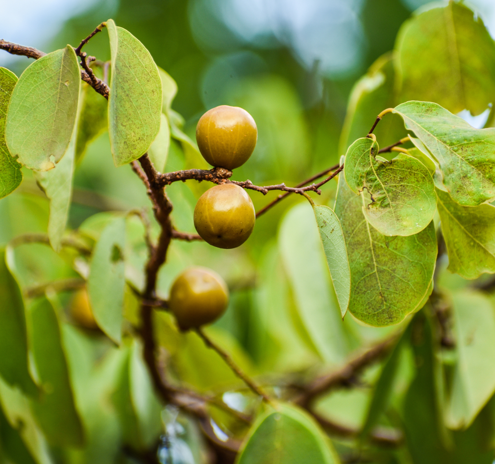 manchineel fruit