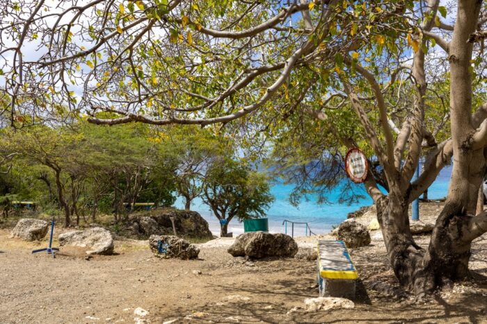 manchineel tree at the beach