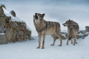 Grey wolves howling in the snow