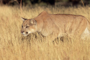 creeping cougar
