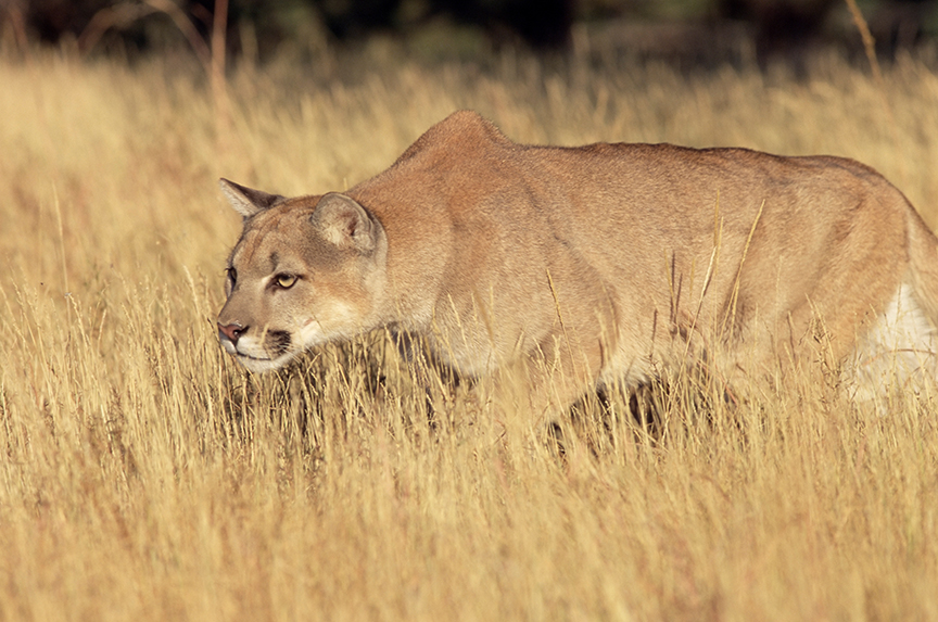 creeping cougar