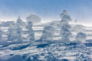 The famous Zao Snow Monsters.