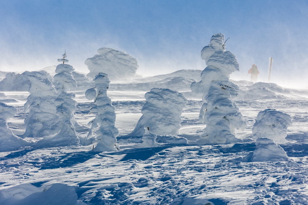 The famous Zao Snow Monsters.