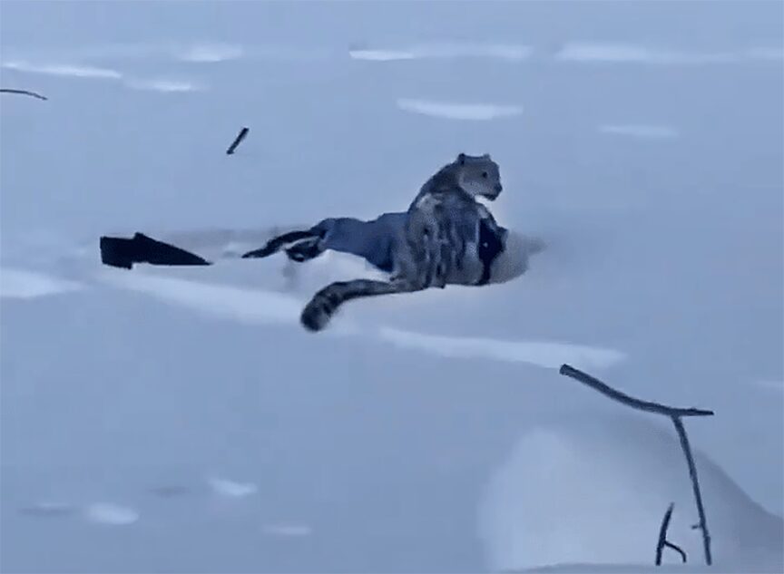 A leopard and a prone woman in the snow