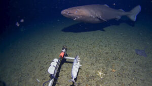 A sleeper shark