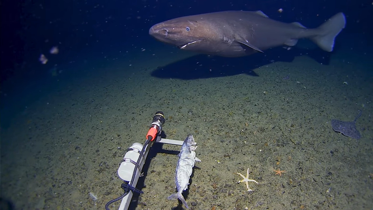A sleeper shark