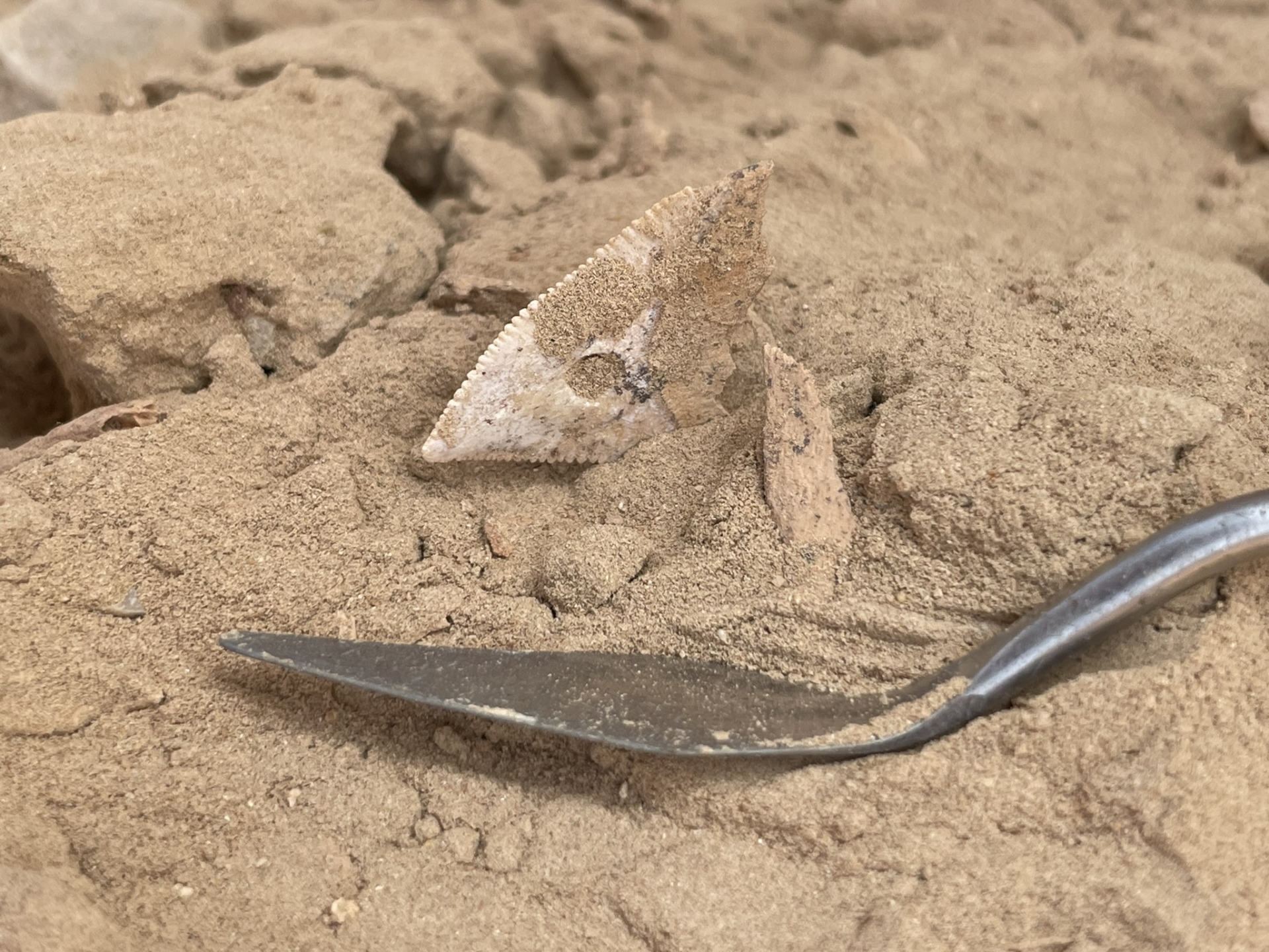 A shark tooth pendant discovered in the sandy archaeological site