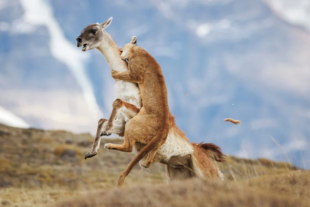 A female puma leaps at a guanaco in Chile, trying to bite its neck