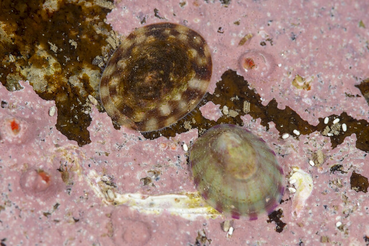 Several limpets