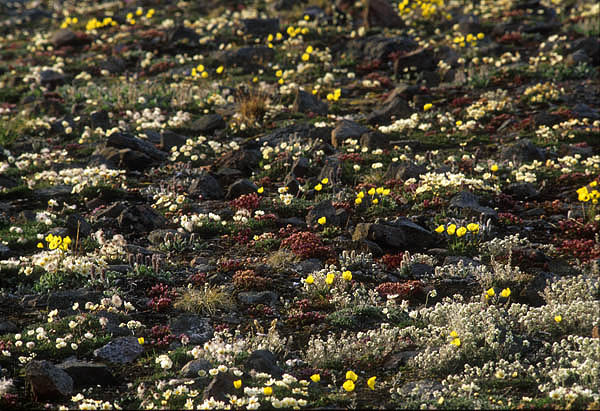 flower meadow