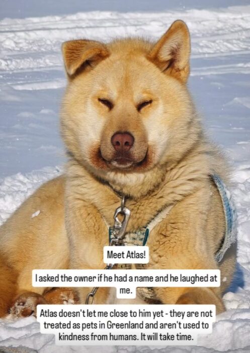 A large Greenlandic sled dog sits in the snow