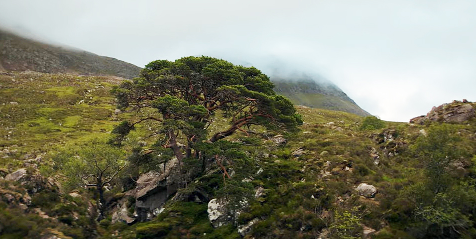 scots pine
